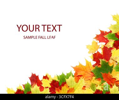 L'automne feuille d'érable isolé sur fond blanc Banque D'Images