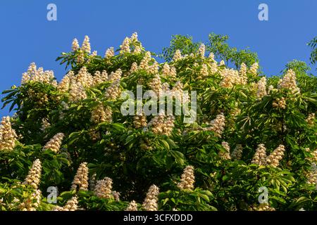 Aesculus hippocastanum est un grand arbre. Ses inflorescences sont une source de nectar pour les abeilles et les insectes, et sont utilisées comme ingrédient dans le m traditionnel Banque D'Images