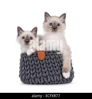 Joli duo de chatons chat Sacred Birman, assis ensemble dans un panier tricoté gris. Regarder la caméra avec des yeux spécifiques à la race. Isolé sur un blanc Banque D'Images