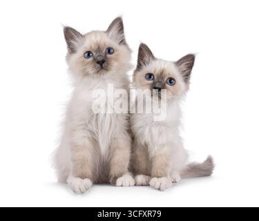 Joli duo de chatons chat Sacred Birman, assis près les uns des autres. Regarder la caméra avec des yeux spécifiques à la race. Isolé sur fond blanc. Banque D'Images