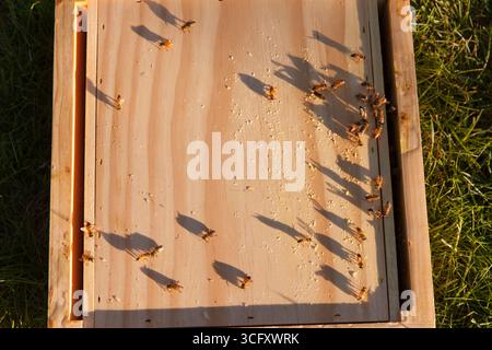 Abeilles sur la ruche Banque D'Images