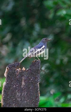 Pie-robin oriental (Copsychus saularis), Sri Lanka Banque D'Images