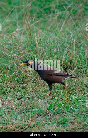 Myna commun ou myna indien (Acridotheres tristis), Sri Lanka Banque D'Images