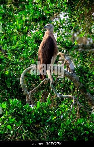 Aigle à tête grise (Icthyophaga ichthyaetus) sur une branche, Sri Lanka Banque D'Images
