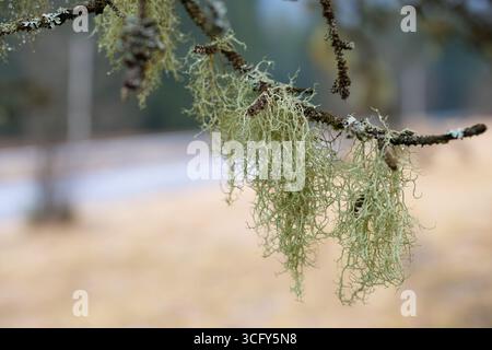 Gros plan de lichen vert poussant sur une branche d'arbre. Détail de l'écosystème forestier naturel, symbole de l'air pur et de la santé environnementale. Banque D'Images