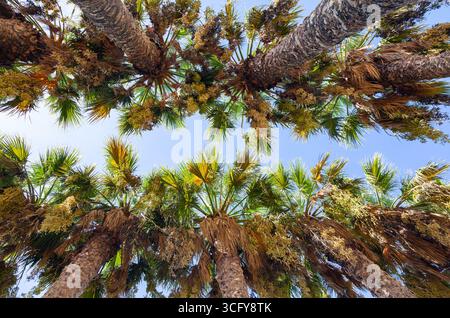 Palmiers tropicaux poussant dans une rangée, vue d'en bas contre le ciel. Banque D'Images