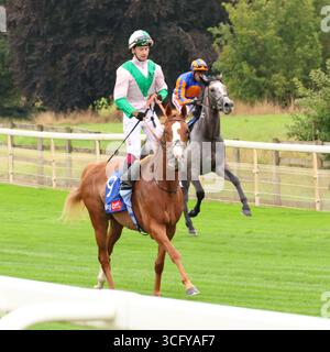 OISIN Murphy et suivants. Avant le Sky Bet Ebor handicap à l'hippodrome de York, York, Angleterre. 23 août 2025 Banque D'Images
