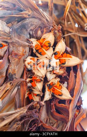 Les graines du palmier sagou sont de couleur orange avec un noyau noir, après floraison sur l'arbre. Banque D'Images
