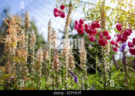 Digitalis lanata pousse dans le jardin d'été. Fleurs de foxglove laineuses ou grecques par rose. Tiges verticales avec des fleurs d'orange brun blanc poilu Banque D'Images