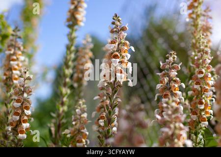 Gros plan de Digitalis lanata poussant dans le jardin d'été. Fleurs laineuses ou grecques. Fleurs poilues brun blanc orangé sur les tiges verticales Banque D'Images
