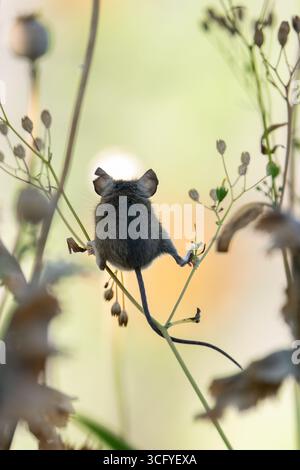 Burley à Wharfedale, Ilkley, West Yorkshire, Angleterre, Royaume-Uni - 25 août 2025 - Météo britannique : au début d'une autre journée sèche, une petite souris en bois (également connue sous le nom de souris des champs) brouille les tiges sèches dans une bordure de jardin à la recherche de têtes de graines à manger. Crédit : Kay Roxby/Alamy Live News Banque D'Images