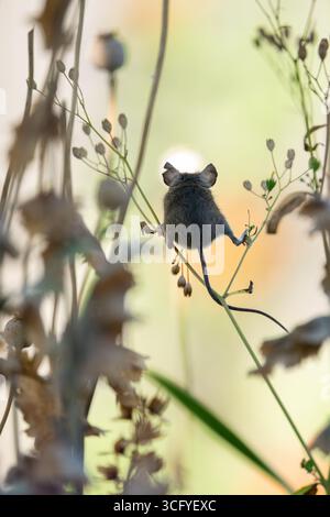 Burley à Wharfedale, Ilkley, West Yorkshire, Angleterre, Royaume-Uni - 25 août 2025 - Météo britannique : au début d'une autre journée sèche, une petite souris en bois (également connue sous le nom de souris des champs) brouille les tiges sèches dans une bordure de jardin à la recherche de têtes de graines à manger. Crédit : Kay Roxby/Alamy Live News Banque D'Images