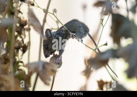 Burley à Wharfedale, Ilkley, West Yorkshire, Angleterre, Royaume-Uni. 25 août 2025. Météo britannique : au début d'une autre journée sèche, une minuscule souris en bois (également connue sous le nom de souris des champs) utilise une tige dans une bordure de jardin comme perchoir pour manger une tête de pavot séchée et des graines crédit : Kay Roxby/Alamy Live News crédit : Kay Roxby/Alamy Live News Banque D'Images