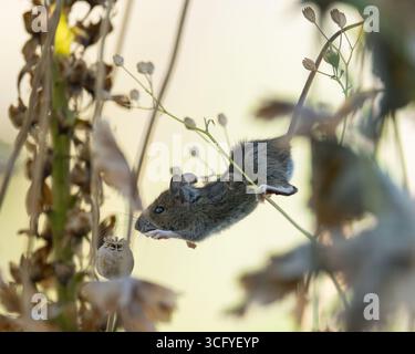 Burley à Wharfedale, Ilkley, West Yorkshire, Angleterre, Royaume-Uni. 25 août 2025. Météo britannique : au début d'une autre journée sèche, une minuscule souris en bois (également connue sous le nom de souris des champs) utilise une tige dans une bordure de jardin comme perchoir pour manger une tête de pavot séchée et des graines crédit : Kay Roxby/Alamy Live News crédit : Kay Roxby/Alamy Live News Banque D'Images