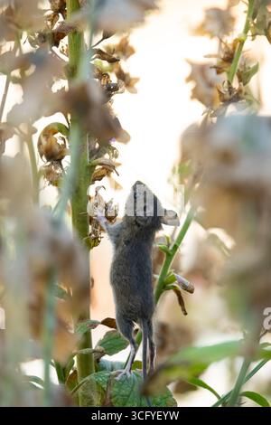 Burley à Wharfedale, Ilkley, West Yorkshire, Angleterre, Royaume-Uni. 25 août 2025. Météo britannique : au début d'une autre journée sèche, une minuscule souris en bois (également connue sous le nom de souris des champs) s'étire pour essayer d'atteindre des têtes de graines pour manger dans un jardin où des fleurs dépensées ont été intentionnellement laissées pour la faune crédit : Kay Roxby/Alamy Live News crédit : Kay Roxby/Alamy Live News Banque D'Images