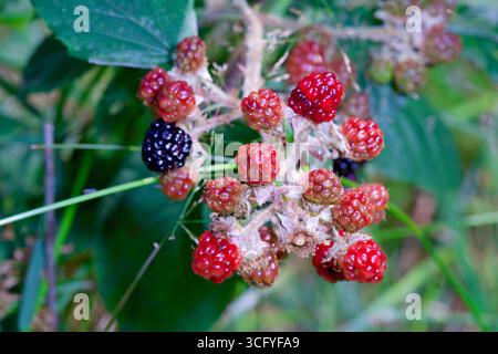 Gros plan de mûres non mûres (Rubus fruticosus, Brombeeren) montrant les étapes vertes et rouges avant la maturation. Banque D'Images