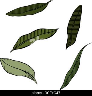 Feuilles vertes ensemble feuilles d'olive ensemble d'articles colorés isolés. Illustration vectorielle d'encre de ligne graphique. Collection botanique adapté à l'invitation de mariage, sa Illustration de Vecteur