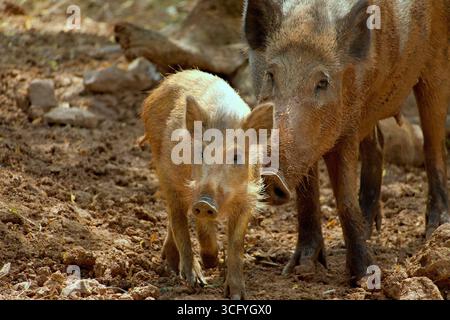 Sanglier semé avec porcelet (sus scrofa, Wildschwein) dans un habitat naturel, montrant la femelle adulte et le jeune animal ensemble. Banque D'Images