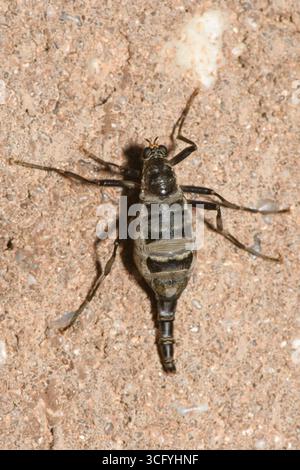 Une femme soldat sans ailes s'accroche au mur de pierre. Banque D'Images