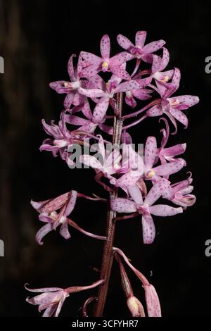 Inflorescence d'orchidée de jacinthe rose. Banque D'Images