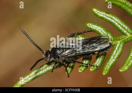Guêpe de fleurs à pois jaunes au repos sur Braken Fern. Banque D'Images