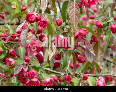 Fleurs de crabère rose en douce floraison dans le jardin de printemps. Les fleurs de l’arbre ornemental mettent en valeur la beauté du renouveau saisonnier. Parfait pour la flore Banque D'Images