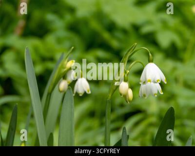 Gros plan de délicates fleurs blanches en forme de goutte de neige. Suspendues, des fleurs en forme de cloches comme de minuscules cloches évoquant un sentiment de pureté et de tranquillité au début du printemps. Idéal Banque D'Images