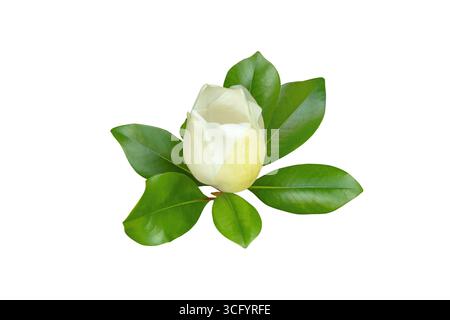 Bourgeon de magnolia blanc semi-ouvert avec des feuilles vertes brillantes, isolé sur fond blanc. Symbole de beauté raffinée et de parfum, souvent en vedette dans Botanic Banque D'Images