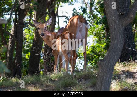Le cerf de queue blanche regarde la caméra et nourrit le fauve Banque D'Images