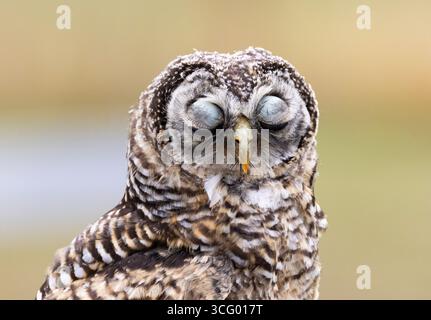 Les paupières d'un Chaco Owl montrent clairement la peau bleu-gris comme il clignote pendant un affichage volant. Ces petits hiboux sont peu compris Banque D'Images