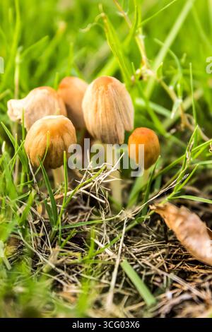 Un petit groupe de champignons orange-brun poussant sur une pelouse Banque D'Images