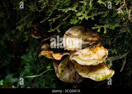 Champignons minces à parenthèse, poussant sur une souche d'arbre couverte de spikemoss, dans les forêts de Magoebaskloof, Afrique du Sud. Banque D'Images