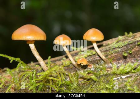 Gros plan de trois champignons hautement toxiques, dans une rangée, sur un arbre couvert de mousse Banque D'Images