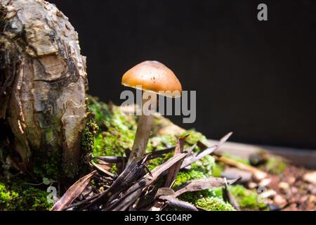 Composition d'un champignon à chapeau d'or, Psilocybe cubensis, à côté d'un bonsaï, de mousse et de feuilles mortes pour former un paysage de conte de fées. Banque D'Images