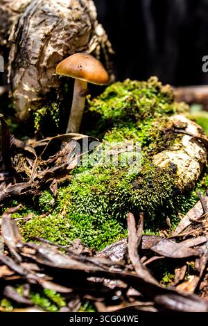 Composition d'un champignon à chapeau d'or, Psilocybe cubensis, à côté d'un bonsaï, de mousse et de feuilles mortes pour former un paysage de conte de fées. Banque D'Images