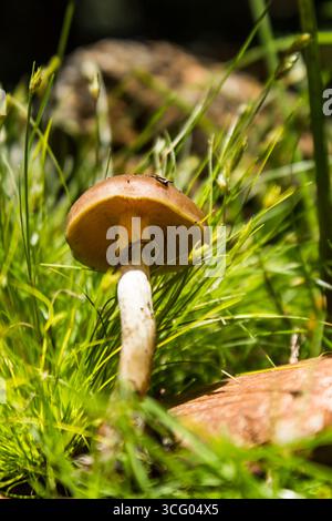 Un petit champignon Cap doré, également connu sous le nom de champignon magique, poussant parmi une petite herbe ornementale délicate. Banque D'Images