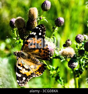 Papillon monarque Banque D'Images