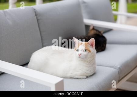 Chat blanc et orange avec les yeux bleus assis au premier plan, tandis qu'un compagnon tabby se détend en arrière-plan sur un canapé de terrasse gris. Banque D'Images