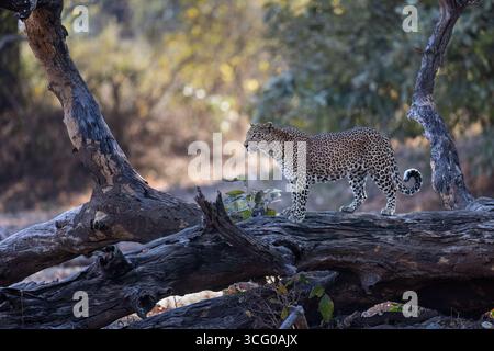 Un beau léopard se tient sur un arbre tombé - et regarde autour de lui très attentivement - peut-être a-t-il une proie dans son viseur - South Luangwa NP, Zambie Banque D'Images