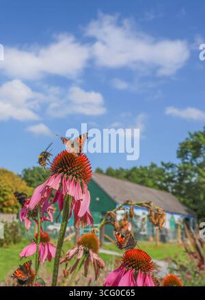 Lough Neagh, Kinnego Marina, County Armagh, Irlande du Nord, Royaume-Uni. 25 août 2025. Météo au Royaume-Uni - un jour férié chaud et venteux en août 2025. Les vents chauds du sud de l'ancien ouragan tropical Erin ont poussé les températures vers le milieu des années 20. L'été chaud a vu de nombreux papillons partout - papillons en écaille de tortue et autres insectes pollinisateurs sur des fleurs de cône avec un fond de ciel bleu vif. Crédit : CAZIMB/Alamy Live News. Banque D'Images