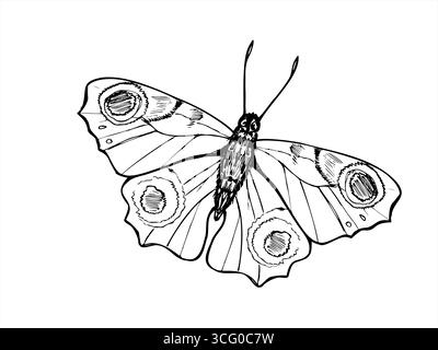 Papillon Peacock avec des taches sur des ailes vecteur illustration isolée peinte par des encres noires. Insecte volant dessiné à la main dans le style croquis. Oeil de paon Illustration de Vecteur