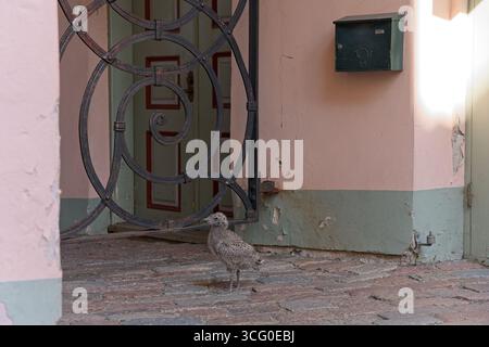 Mouette juvénile debout dans une ancienne cour avec portail en fer forgé et murs pastel Banque D'Images