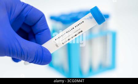 Bactérie photosynthétique de Rhodospirillum rubrum utilisée dans l'étude de la fixation de l'azote et de la production d'hydrogène. Banque D'Images