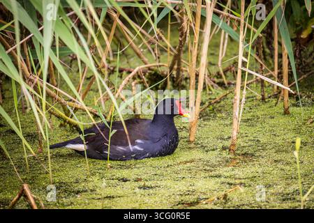 Moorhen commun (Gallinula chloropus), également connu sous le nom de waterhen Banque D'Images