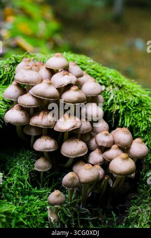 Mycena inclinata sur un tronc d'arbre mort dans la forêt les champignons poussent à l'intérieur d'un arbre Banque D'Images