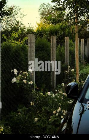 Rose 'Perfetually Yours' l les roses blanches fleurissent dans le jardin de près d'une voiture noire Banque D'Images
