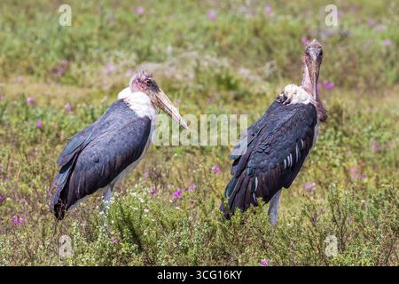 Deux cigognes Marabou se tiennent tranquillement dans un court gommage Serengeti, des têtes roses froissées et des billets massifs contrastant avec des manteaux sombres et des volants pâles. Banque D'Images