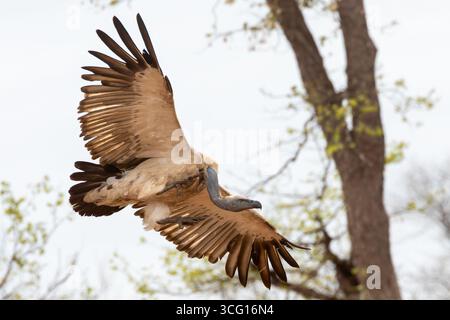 Cape Vulture ou Cape Griffon Vulture (Gyps coprotheres) en vol à travers la forêt de mopane, parc national Kruger, Afrique du Sud Banque D'Images