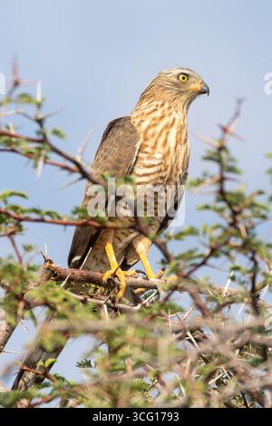 Juvénile, Gabar Goshawk (Micronisus gabar gabar) perché dans l'épine d'Acacia, Kgalagadi Transfrontier Park, Suth Africa Banque D'Images