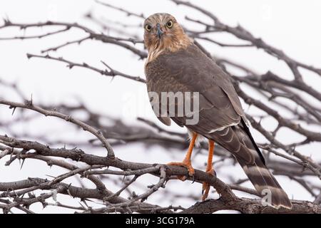 Gabar Goshawk (Micronisus gabar gabar) perché dans un arbre mort au point d'eau au coucher du soleil, Kgalagadi Transfrontier Park, Northern Cape, Afrique du Sud Banque D'Images